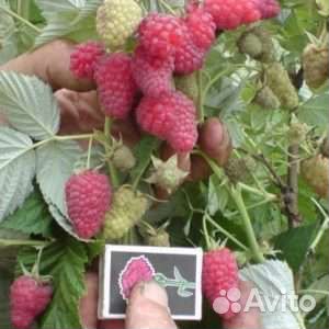 Ремонтантная малина Геракл