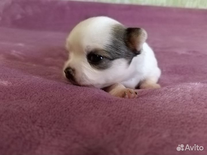Щенки чихуахуа