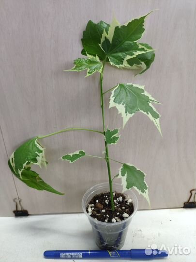 Укорененные растения 7