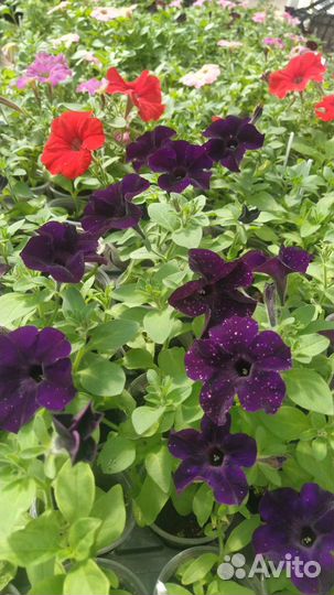 Черенки петунии опт и розница