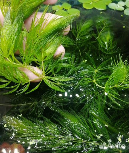 Набор растений для аквариума