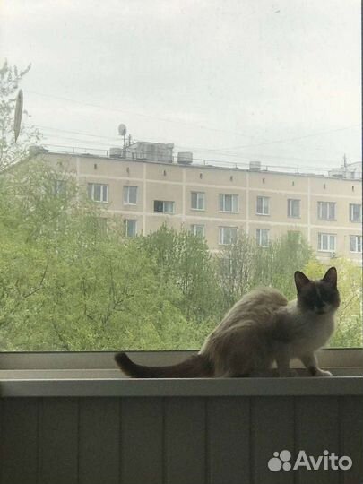 Передержка кошек/котов в домашних условиях