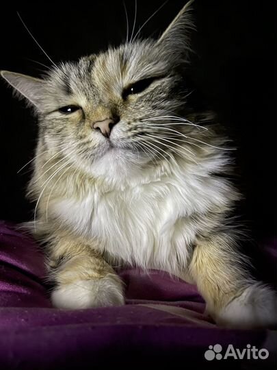 Кошка