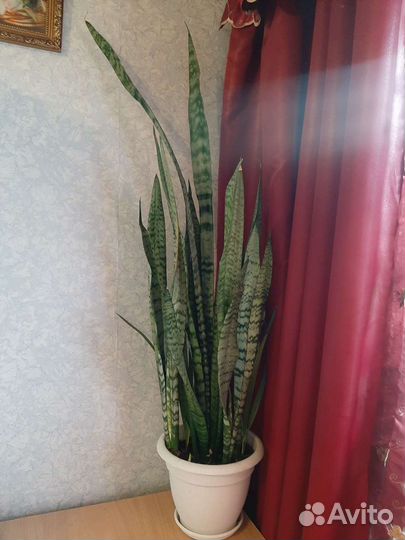 Сансевиерия 70 -90см