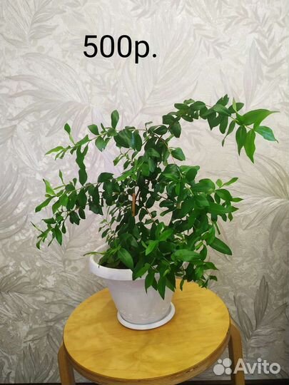 Миртовое дерево, мирт