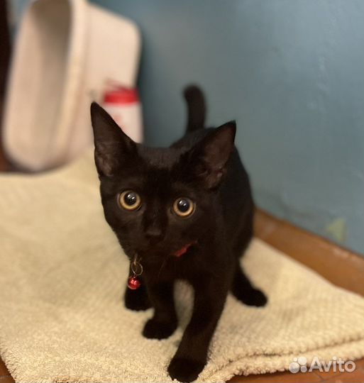 Котёнок черный бесплатно