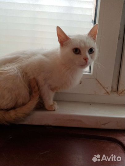 Кошка в дар