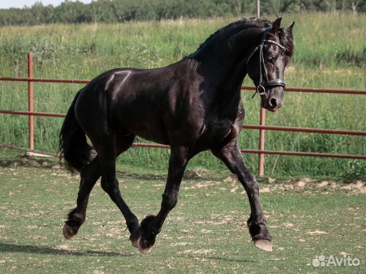 Фризская мечта