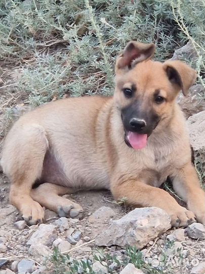 Щенки в добрые руки