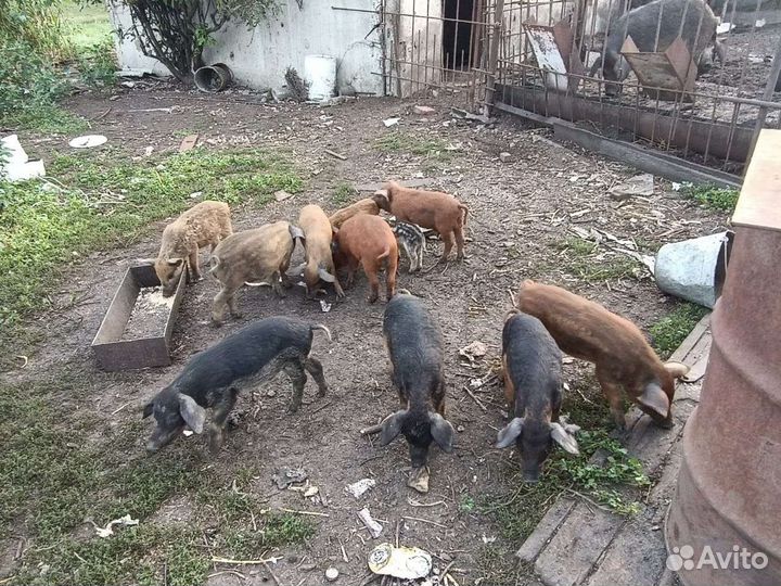 Пуховая венгерская мангалица