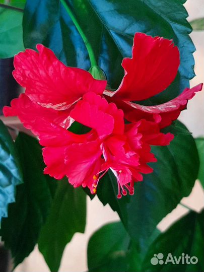 Срезы - Гибискус комнатный сортовой