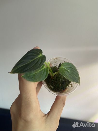 Филодендроны, сциндапсусы, эпипремнумы