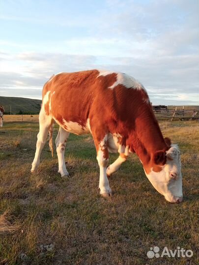 Телки стельные