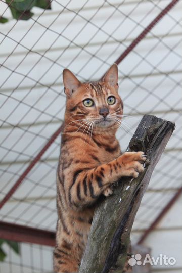 Вязка с ярким бенгальским котом