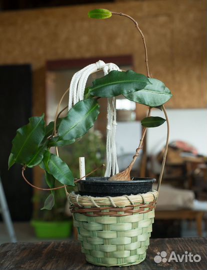 Петопентия наталенсис каудексная лиана суккулент