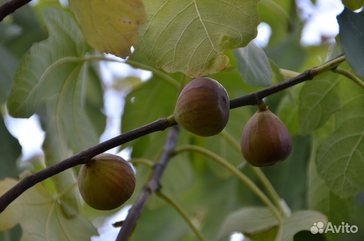 Продам саженцы инжира в стаканчиках