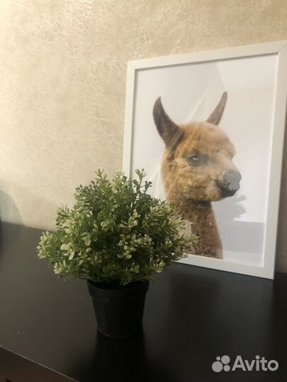 Интерьерные цветы