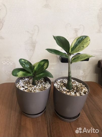 Замиокулькас Big Round Leaf mini и Round Big Leaf