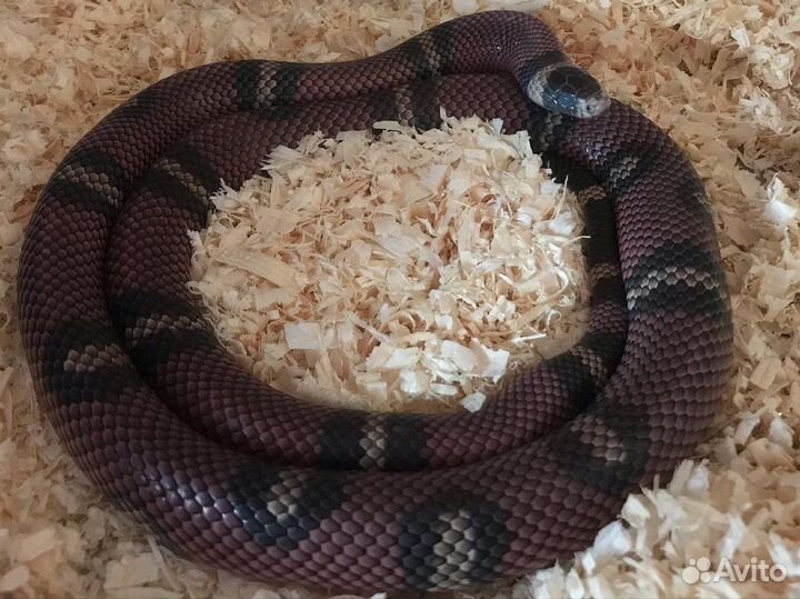 Передержка небольших грызунов/ рептилий