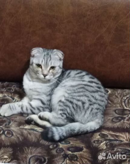 Шотландская вислоухая кошка