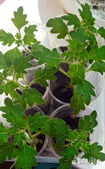 Комнатная мята, плектрантус