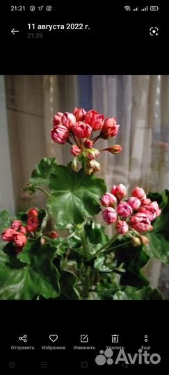 Пеларгонии