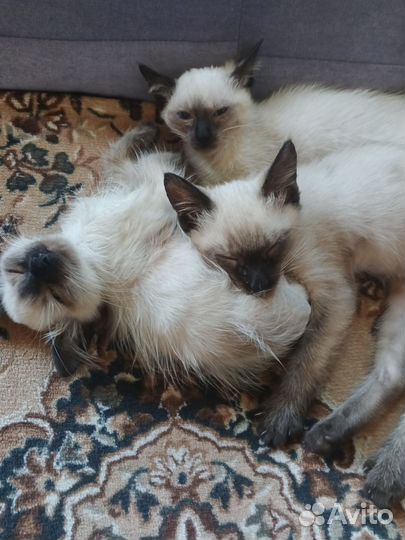 Сиамские котята