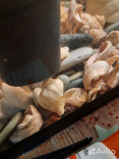 Мраморные раки и улитки