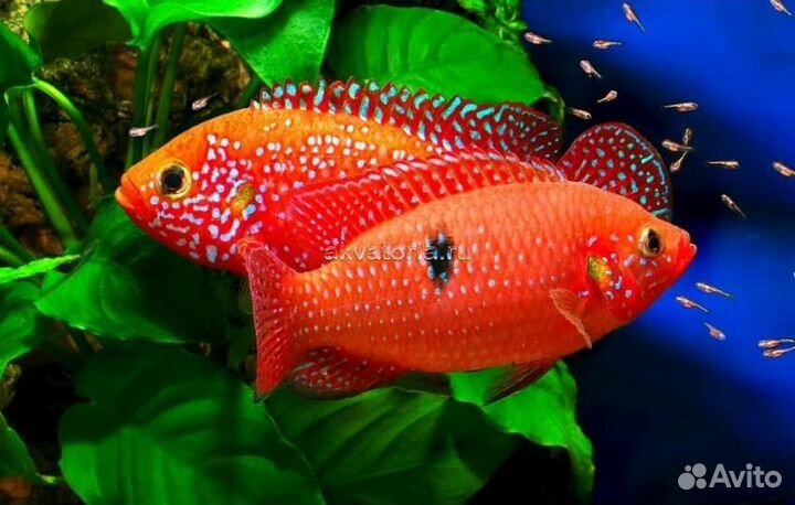 Аквариум с тумбой 110 литров