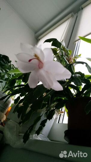 Декабрист и хлорофитум