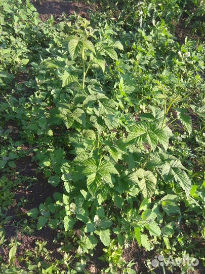 Саженцы малины