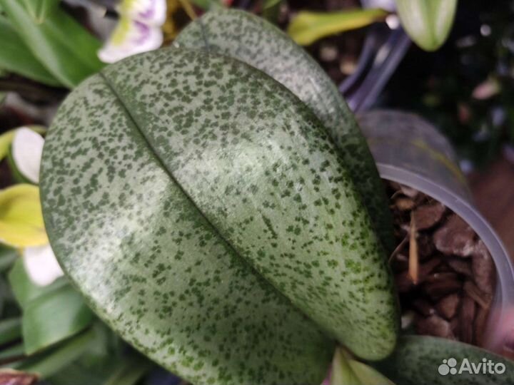 Фаленопсис Diffusion, 