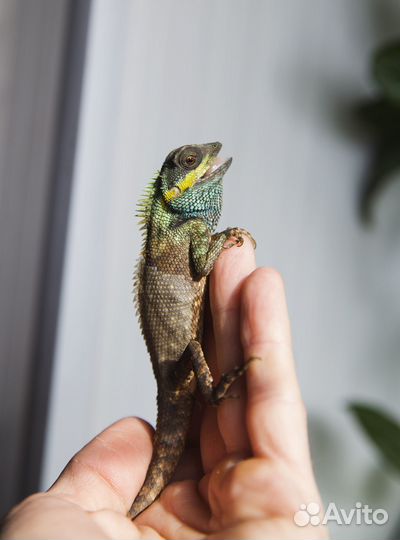 Гекконы,агамиды и пр. ящерицы
