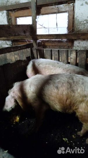 Свиноматки на откорм