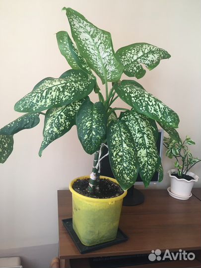 Диффенбахия