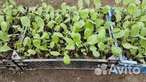 Рассада капусты, томатов