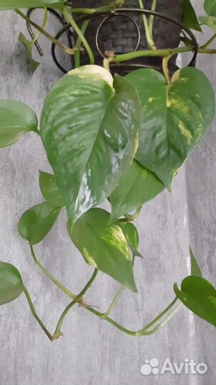 Сциндапсус Золотистый