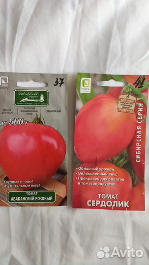 Рассада помидор