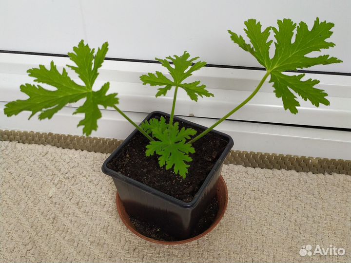 Герань душистая