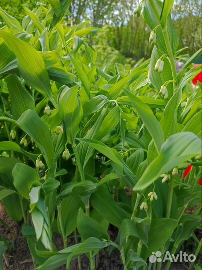 Садовые цветы