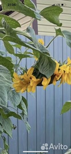 Семена подсолничника высота 2,5 метра