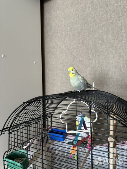 Волнистый попугай