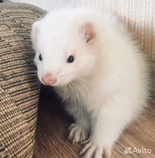 Вязка хорьков экзотических окрасов(3 самца)