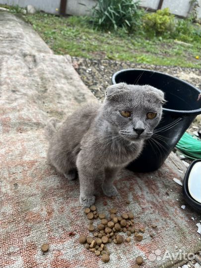 Кошка в дар бесплатно