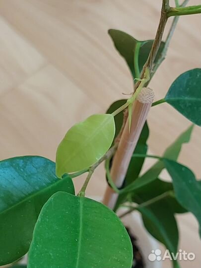 Фикусы сортовые