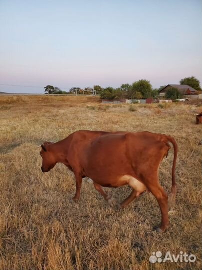 Коровы быки телки