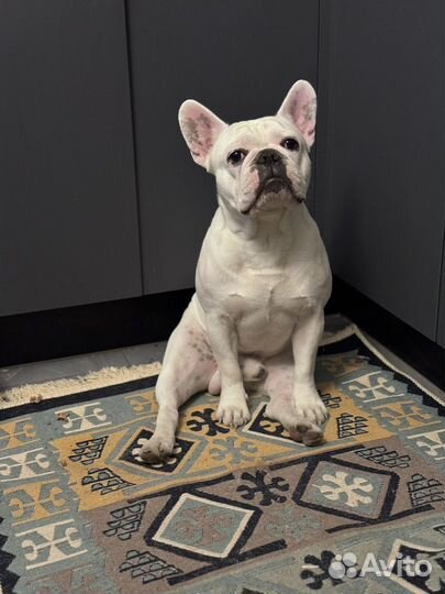 Вязка француз