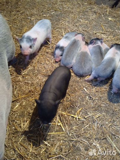 Вьетнамские вислобрюхие поросята