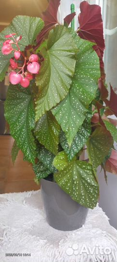 Бегония коралловая