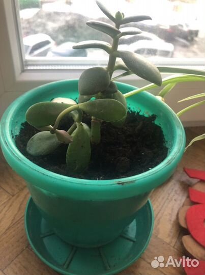 Комнатные растения цветы